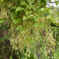 Dioscorea tomentosa J.Koenig ex Spreng.